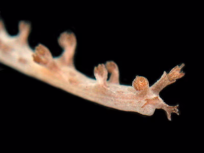 Tritonia sp. 2 - Tritonia sp. 2