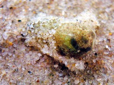 Haminoea sp. 2 - Haminoea sp. 2