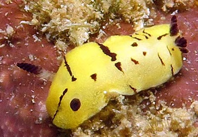 Paradoris sp. 4 - Paradoris sp. 4