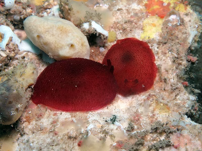 Pleurobranchus peronii - Pleurobranchus peronii