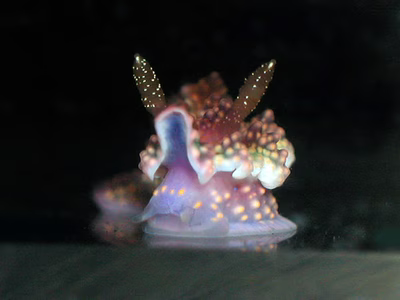 Miamira sinuata - Miamira sinuata