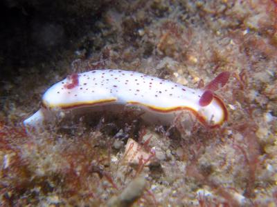 Goniobranchus daphne - Goniobranchus daphne