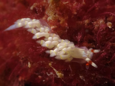 Tenellia sp. 36 - Tenellia sp. 36