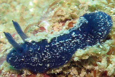 Doriopsis pecten - Doriopsis pecten