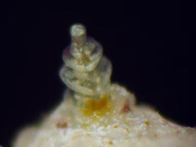 Onchidoris sp. 1 - Onchidoris sp. 1