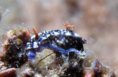 Hypselodoris roo - Hypselodoris roo
