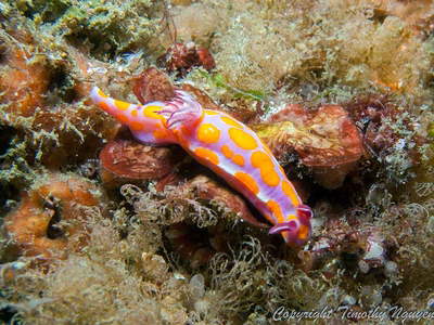 Ceratosoma amoenum - Ceratosoma amoenum