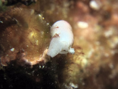 Ascobulla fischeri - Ascobulla fischeri