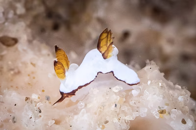 Trapania sp. 3 - Trapania sp. 3