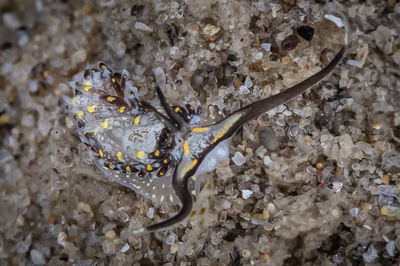 Cerberilla sp. 4 - Cerberilla sp. 4