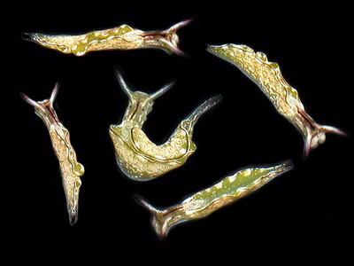 Elysia coodgeensis - Elysia coodgeensis