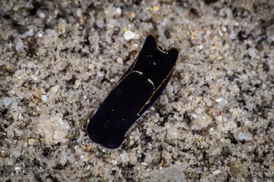 Philinopsis sp. 5 - Philinopsis sp. 5