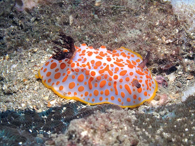 Halgerda aurantiomaculata - Halgerda aurantiomaculata