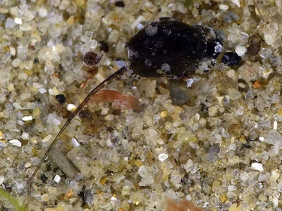 Haminoea sp. 12 - Haminoea sp. 12