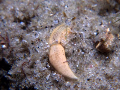 Dermatobranchus sp. 6 - Dermatobranchus sp. 6