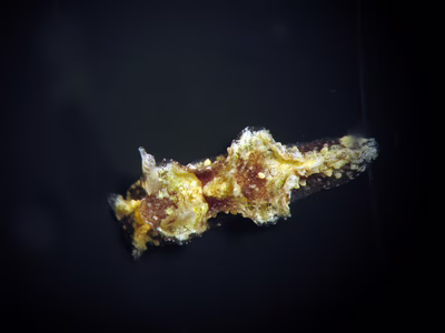 Goniodoris sp. 3 - Goniodoris sp. 3