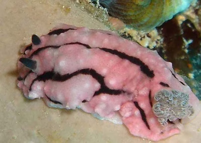 Paradoris sp. 1 - Paradoris sp. 1