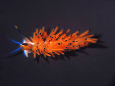 Facelina sp. 6 - Facelina sp. 6