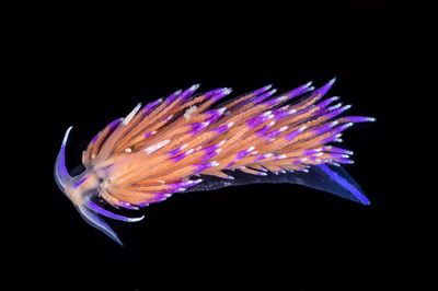 Unidentia sp. 1 - Unidentia sp. 1