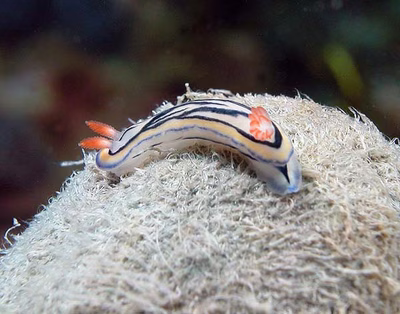 Hypselodoris maritima - Hypselodoris maritima